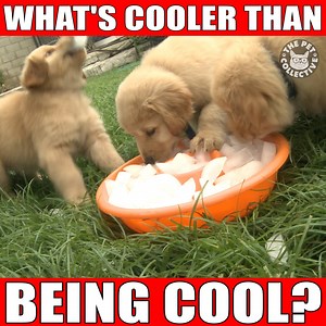 Ice, ice, baby. | The Pet Collective