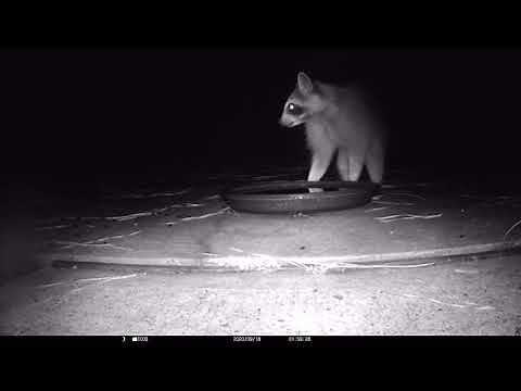 Victure HC400 - Trail Camera - Unboxing and Setup - 20MP/1080P (Bought on Amazon)