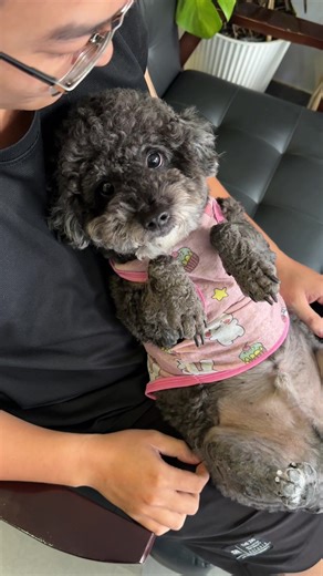 Mọi người xỏ thấy em xì sủa zậy chứ hiền lắm ko biết cắn là gì đâu 🥺 #bowpiercing