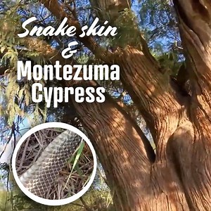 This Tree Is At Least 400 Years Old 🌳 | Crime Pays But Botany Doesn't