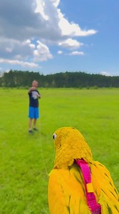 1.2K reactions · 41 shares | Nami’s flight training is going great! We just need a morning where we both have a few free hours to spend for her first free flight! | Straw Hat Parrots | Facebook