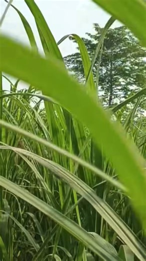 ✅ Why Napier Grass is the Best for Cows and Livestock Napier grass grows fast, rich in protein, and gives high yields all year round. It’s easy to grow, good for silage or fresh feeding, and keeps cows healthy, producing more milk and gaining weight faster — a practical and sustainable feed for every farmer. 🌿🐄 #farmmanagement #heatdetection #farmerslife #CattleCare #heifers #SustainableFarming #red #brahman #farmtotable #cattlefarm #cattlefarming #Livestock #farmersmarket #farmerslife | Camen