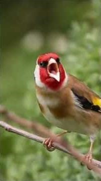 Original Sounds of Wild Birds! #original #animals #birdsound #wildlife #naturesvoice