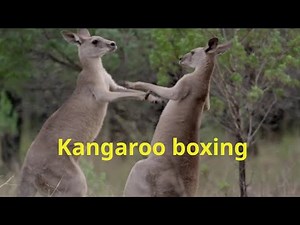 Kangaroo boxing