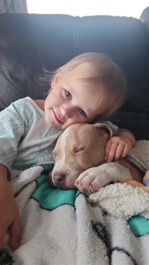 Lycan has grown abit in the last year 🤩🥰 #lycan #loveyou #fyp #viral #americanbully