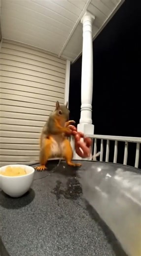 Spicy Sausage Squirrel Attack 😱🔥
