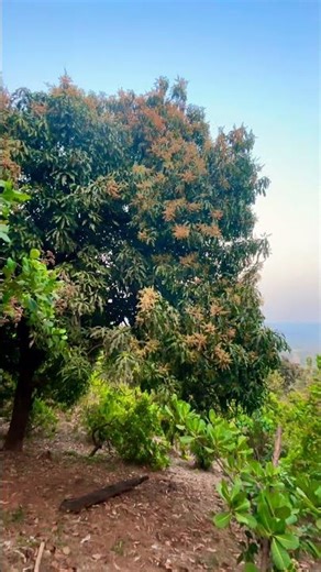 Mango tree flowering!!