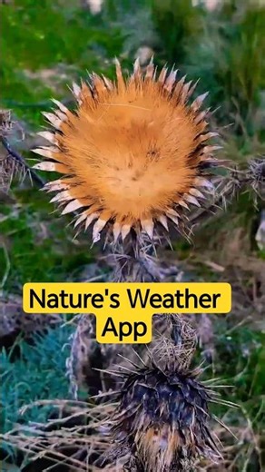 The shocking truth about the 'dead' weed you ignore every day.