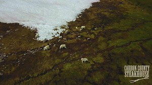 4.1K views · 123 reactions | We found some friendly grazers today up on The Beartooth Highway! Thanks Carbon County Steakhouse for the video and Jasper Poore for the drone footage! | The Beartooth Highway | Facebook