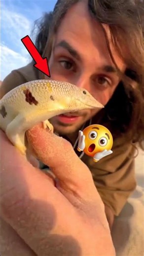 মরুভূমির নিচে সাঁতার কাটে এই প্রাণী😱| Sand Fish #shorts #ytshorts