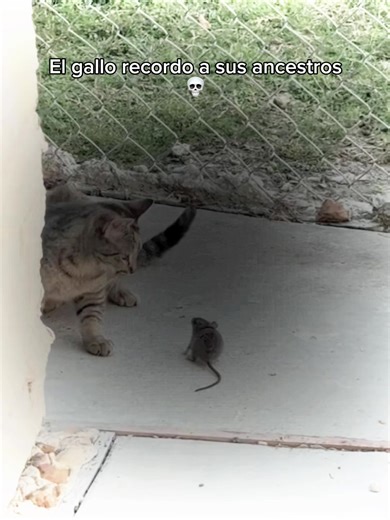 #fyp #daily #funk #viral #trend | funk