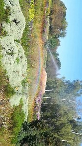 2.9K views · 98 reactions | Fac a Ploaie și cu CurcubeuAm stat sub Dușul de apă in jurul de vre-o 20 minute înconjurat de Curcubeu si Flori鹿☘️ Natură-Relaxare  | Api Alexenergy | Facebook