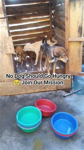 help them.#food #world #dogs #kindness #highlights #show #pets #dog