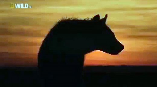 Discovery Channel: Animal Plant HD Discovery Video