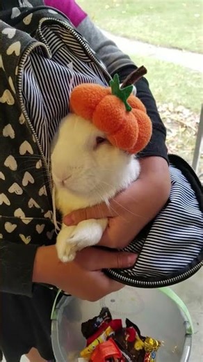 When a rabbit comes to your door trick or treating wearing a pumpkin hat ❤️ #bunny