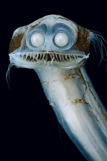 Exploring Telescopefish: Unique Deep-Sea Creatures