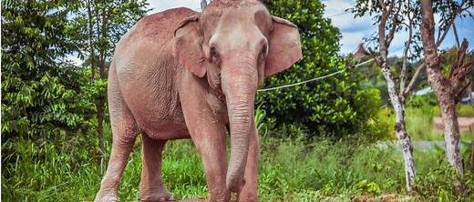 7 Animals With Big Noses (And Why They Have Them)