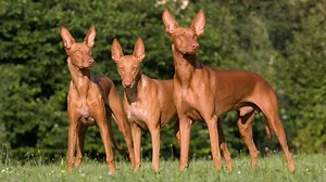 Pharaoh Hound: An Elegant Mix of Grace, Power, and Speed