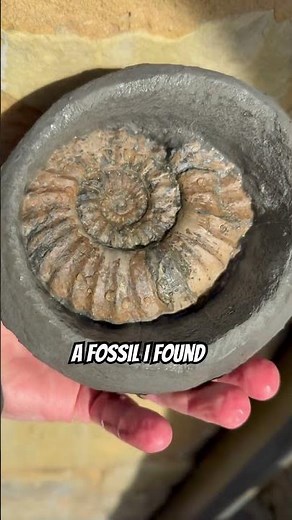 I can’t believe the size of the fossil in the small rock 🪨 ⁉️#beachfinds#fossil#ammonites