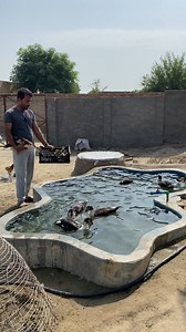 7M views · 107K reactions | The ducklings are so happy to be swimming in the pool. #ducklings #minizoo #duckpool #ducks #rehmanchvlogs | Rehman ch vlogs | Facebook