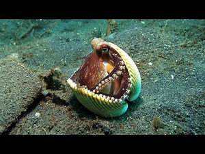 Discover the Secret Hiding Skills of the Tiny Octopus in Marine Life