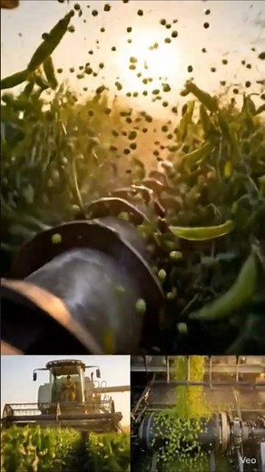 🫛 Young Woman Farmer Operates Modern Pea Harvester | Farm Mechanization | Peas Tech and Progress