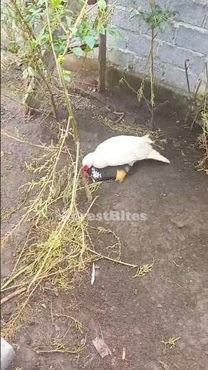 Duck Mating ,Natural Duck Intimacy Caught on Camera | Duck Breeding, Peaceful Village Life