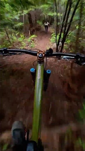 Redwood Forest Single Track Flow! MTB Through the Giants