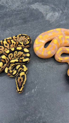 Awesome Crypton combos! #python #pythonregius #royalpython #ballpython #ballpythonbreeder #ballpythonmorphs #ballpythonbreeding #ballpythons #ballpythonsofinsta #ballpythonsofig #ballpythonsofinstagram #ballpythonsnake #clownballpython #crypticballpython #cryptonballpython #royalconstrictordesigns | Royal Constrictor Designs.com