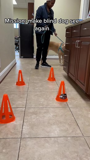 Cataract Surgery in Dogs: Restoring Sight to Your Canine Companion