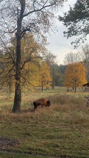 7.8K views · 547 reactions | Bison in the Prioksko-Terrasny Nature Reserve. This nursery has been restoring the bison population since the 1940s, returning them to their natural habitat. | Beautiful Russia | Facebook