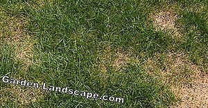 Other: Detect lawn diseases - List of common turf problems | 2025