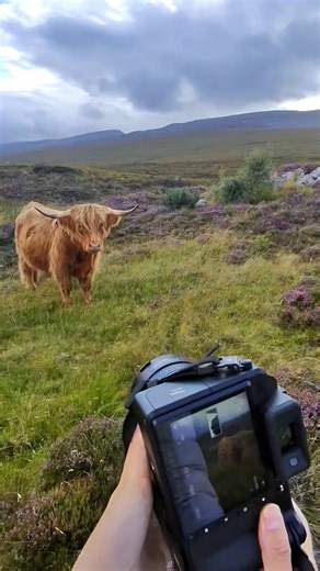 207K views · 5.8K reactions | It's an intimate moment with nature when wildlife takes a moment to pose for you. Have you ever had an impromptu model?  X2D 100C Captured by Haiyin Lin. | Hasselblad | Facebook