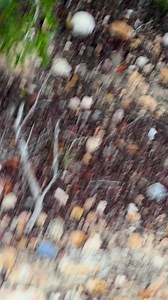 87 reactions · 17 shares | The peyote sanctuary of Deep South Texas #thebeautywayofthefourdirectionssouthtexasnac | Benito Villarreal | Facebook