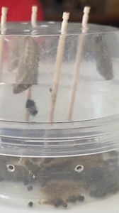 VanessaKit è tornato! 🦋 Con VanessaKit potrai allevare le farfalle di Vanessa del cardo direttamente a casa tua. All'interno del Kit troverai tutto l'occorrente per far crescere i piccoli bruchi fino alla loro trasformazione in bellissime farfalle e liberarle in natura. Non farti mancare questa opportunità e visita il sito shop.smart-bugs.com per acquistare subito il tuo kit e iniziare l'esperienza. Adatto a tutte le età, è semplice e veloce. La farfalla nascerà in meno di 20 giorni. Grazie a E