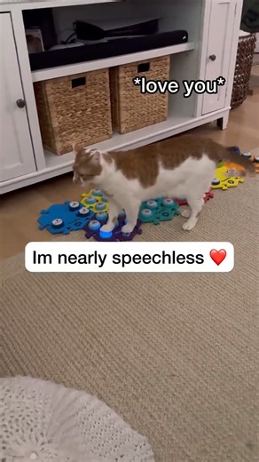 Mr. Crumble ❤️ #catmanjohn #theycantalk #russellthecat #fluentpet #russellthetalkingcat | The Talking Cats