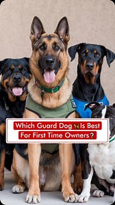 Which Is Best Guard Dog 🦮 For First Time Owners❓ | Dogs Your Friends Forever