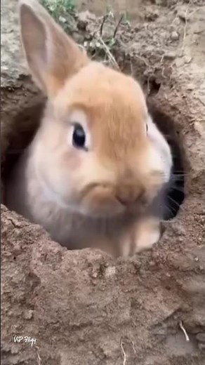 🐰"Cutest Baby Bunny Moments EVER! 🥕 #Shorts #rabbit #viralshort #music #bunny