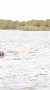 Bull Shark Swim-Off Against 10 Hippos - video by LS #bullshark #wildlife #hippos #naturelovers #oceanlife #epicencounter #adventure #shockingmoments #animalplanet #naturefootage | Ruby Life