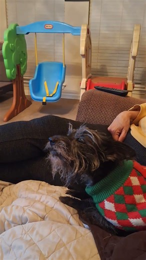 dogs are ready for 2026 still going