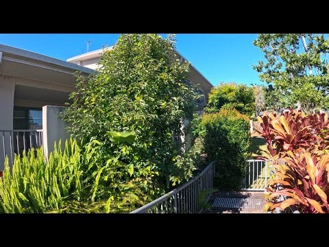 This Garden Was a Jungle | Retirement Home Garden Cleanup