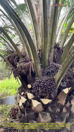 アブラヤシ果房の収穫・収集技術