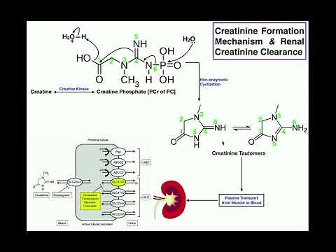 Mechanism of Production & Renal Elimination of Creatinine