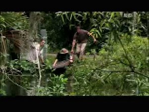 Crocodile Feeding Frenzy - Humans: Threat or Prey?