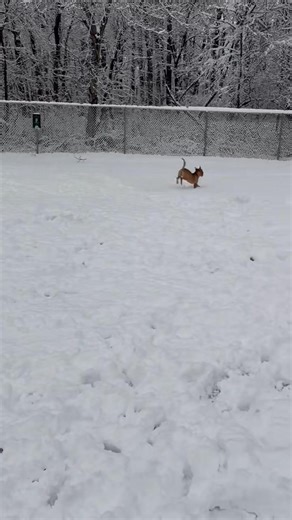 🎄 Merry Christmas from Cara! 🎄 🎁 Name: Cara 🐾 Age: 2 years old 🐶 Breed: Terrier mix ✨ Why Cara is on our Christmas wish list: Sweet and loving girl Very friendly with people Rides great in the car 🚗 Ready to be someone’s loyal companion 🎅 Cara’s Christmas Wish: A warm home, a comfy bed, and a family to love her forever ❤️ If you’re looking to add a little extra joy, tail wags, and love to your holidays, Cara might be the perfect match. Make this Christmas one she’ll never forget by adopti