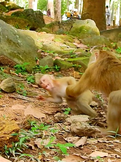 9.2K views · 55 reactions | Big Luno cry loud very upset Mom Luna stealing his food #beautiful #monkeydluffy #monkeycute #babymonkey #monkeyface #lovely #monkey #cute #animals #animalsbaby #poormonkey #monkeycry #funny #funnyvideo #cuteanimals | Monkey TV7 | Facebook