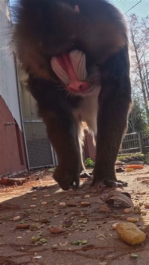 Mandrill monkey up-close at the Memphis Zoo