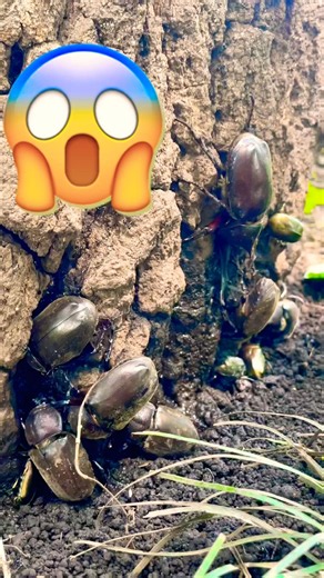 こんなにいるものですか？初めてカブトムシ採集で見た光景にビックリ‼️#東京#雑木林#昆虫採集 #カブトムシ