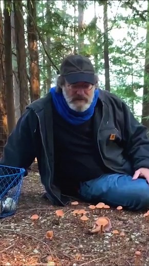 Understanding Laccaria Bicolor and Springtail Relations