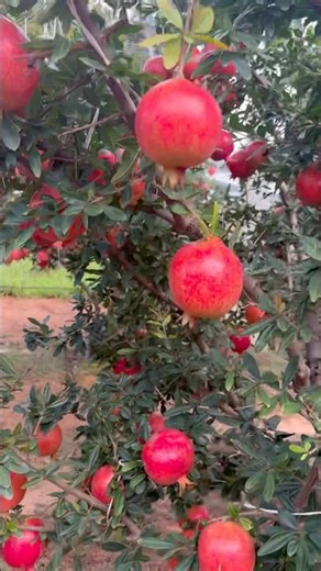 Pomegranate Harvesting step by step #farming #grape #fruit #pomogranateharvesting #pomegranate